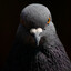 pigeon