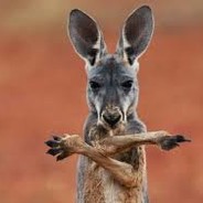 No Kangaroos in Austria