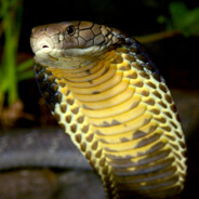 COBRA ︻デ====一