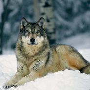 SnowWolf_01