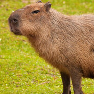 Capivara Filó