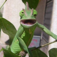 Geico