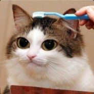 Dai
