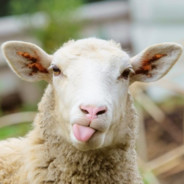 SheepKing