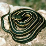 Jake The Garden Snake