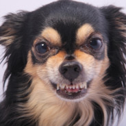 Cão raivoso