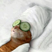 Cucumber