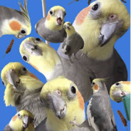 PekPek