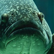 Giant Sea Bass 2024