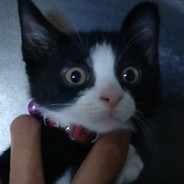 Ton.AndHisCoolCat