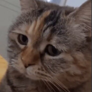 0^0