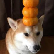 Orange Doggo