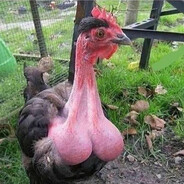 Papai Galo