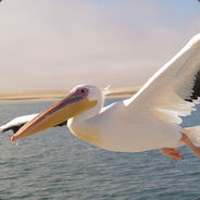 A beutiful pelican