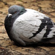 Pigeon