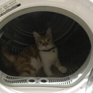 猫RENn