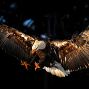 EAGLe_