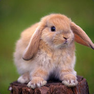 Bugs Bunny