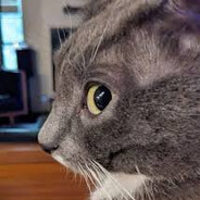 noCatz?=D