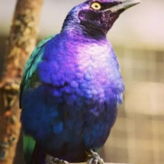 Pirikito Roxo
