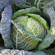 Savage Cabbage avatar