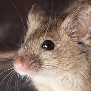 big_mouse