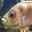 Group Avatar