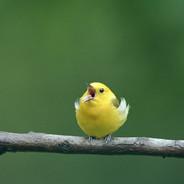 LittleBirb07