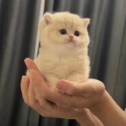 Aki