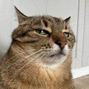 Lil Bit Saddo Catto