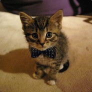Lil Kitty