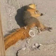 Squirrel Raper