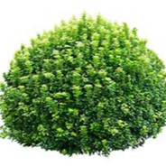 Bushboy