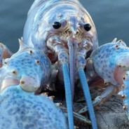 blue lobster