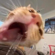 Bomboclat