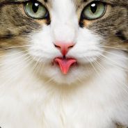 ᴛᴏxɪᴄ ɢɪʀʟ