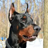Me gustan los dobermans