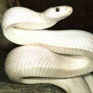 White Serpent