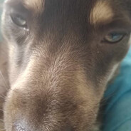 scóbi peek