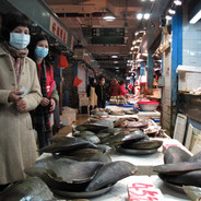 Wuhan Fish Market
