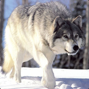 TheWolf Am luat VAC