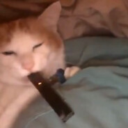 Pema
