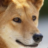 Dingo8YourBaby