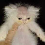 cc