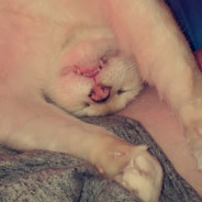 FireNuggie