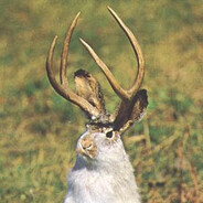 Jackalope