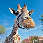 giraffe
