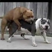 2 Dogs 1 Bone(r)