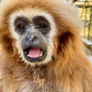 ~Gibbon Girl!~
