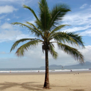 The Palm